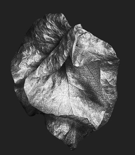 Zweite Schöpfung #91, 2022