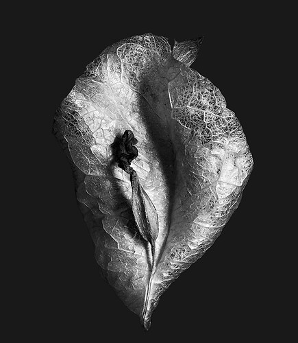 Zweite Schöpfung #127, 2024