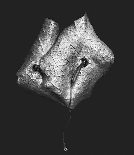 Zweite Schöpfung #129, 2024