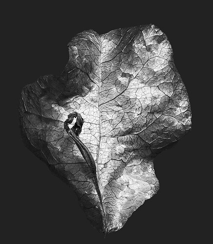 Zweite Schöpfung #51, 2022