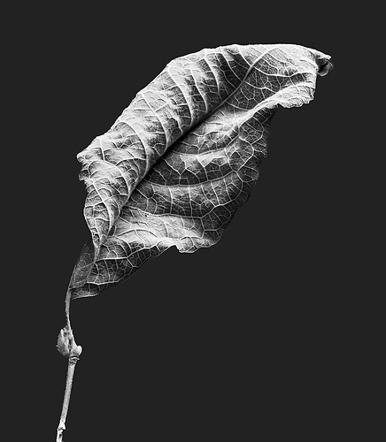 Zweite Schöpfung #92, 2022