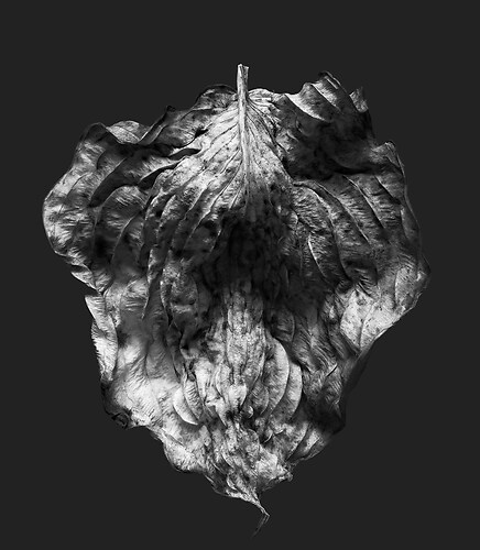 Zweite Schöpfung #175, 2025