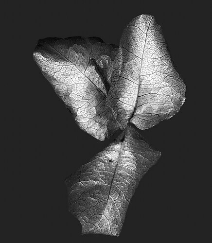 Zweite Schöpfung #54, 2022