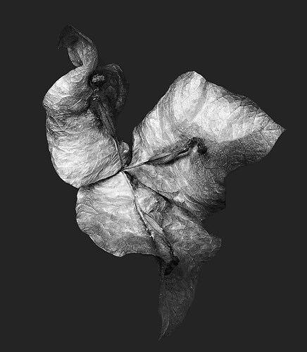 Zweite Schöpfung #37, 2023