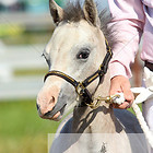 Bundesschau IG Welsh 2017