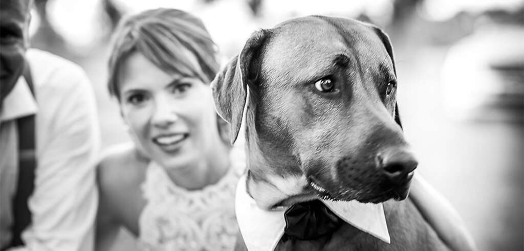 rhodesian ridgeback_dog_hund_001_940x450