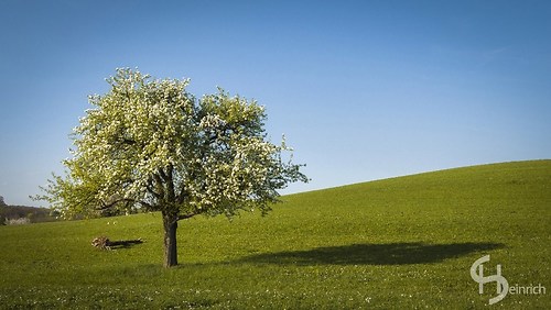 Einsamer Baum im Frühling