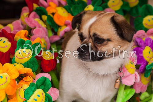 Hund im Blumenbeet (© OstseeShooting) (1 von 1)