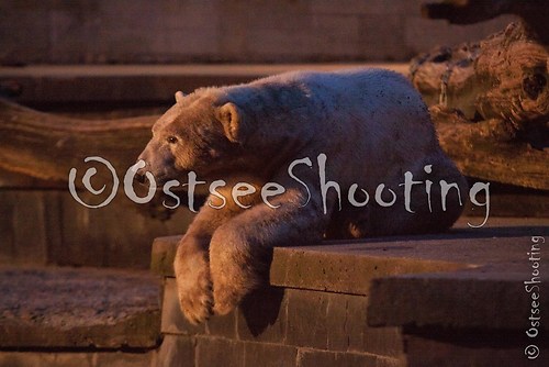 Zoo (© OstseeShooting)-13