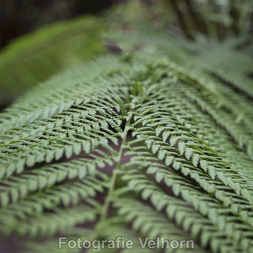 DSC_5615-ps