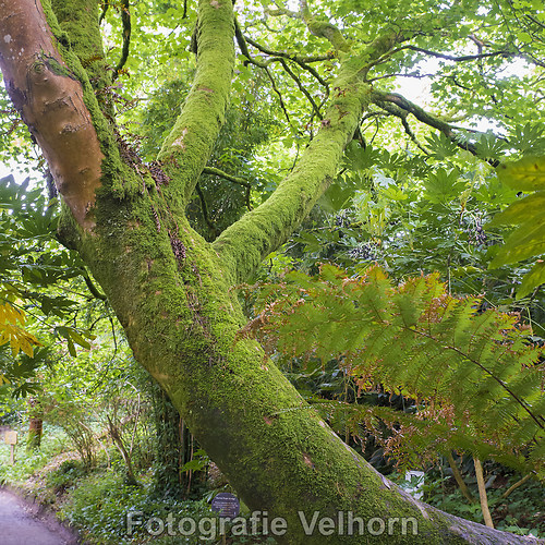 DSC_5619-ps