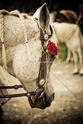 Pferd mit Rose (20100529_IMG_3968)