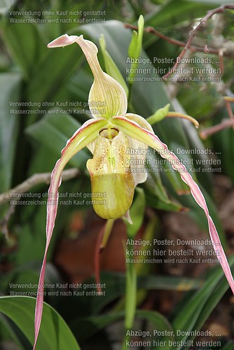 Orchidee 3_bearbeitet-1