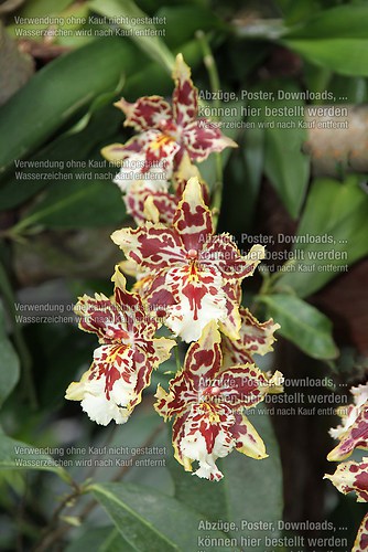 Orchidee 1