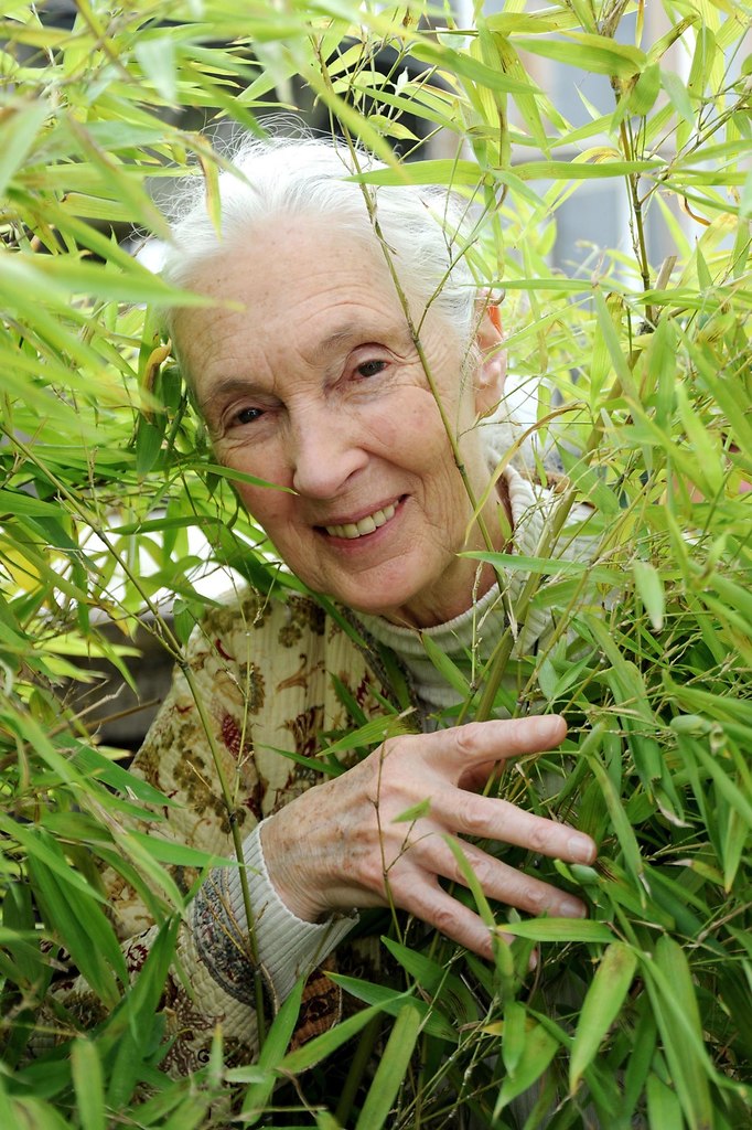 Jane Goodall