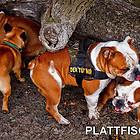 Bullytreffen 2010 & 2009