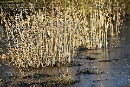 2015 Natur