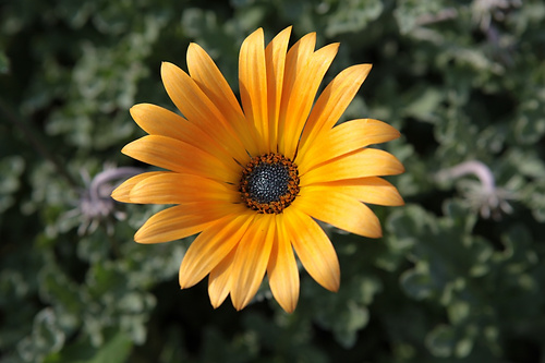 blume2