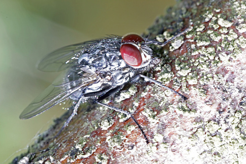 Fliege 2