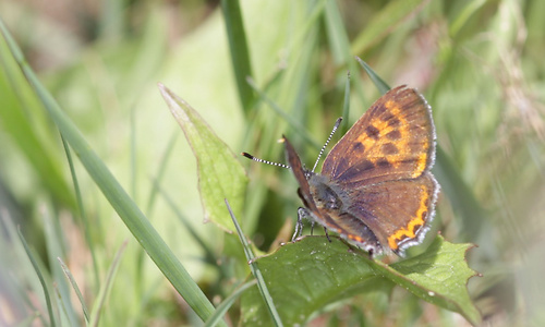 Schmetterling
