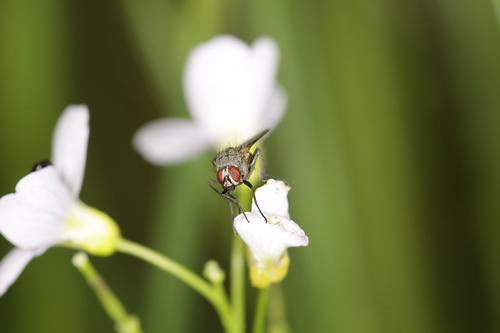 2011 05 29 Fliege 1