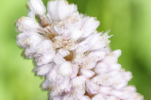 2011 05 29_blume1