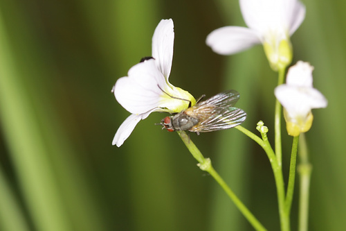 2011 05 29_Fliege2