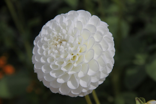 Blume2