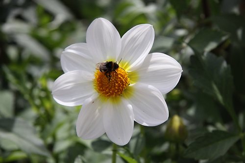 Blume4