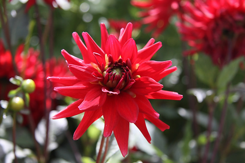 Blume5