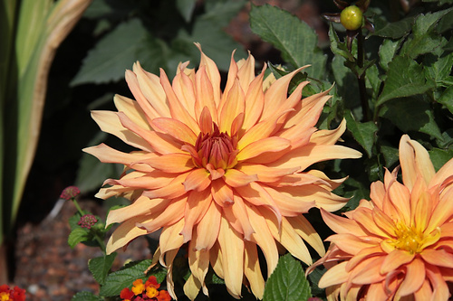 Blume6