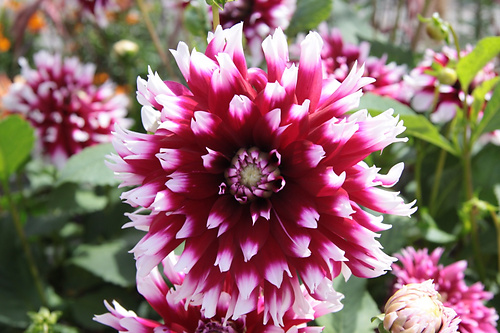 Blume7