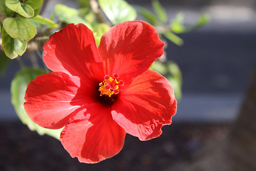 Blume9