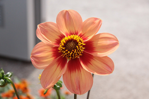 Blume11