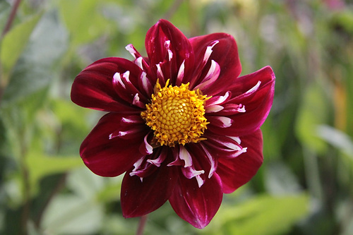 Blume12