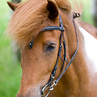 TIERFOTOGRAFIE