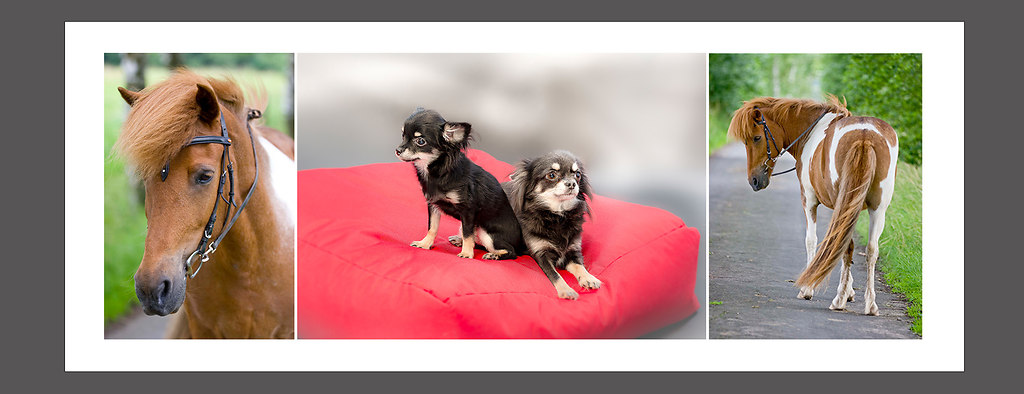 Tiere | Tier Fotografie | Tier Fotografie, Familienfotografie, Passfoto, Bewerbungsfoto